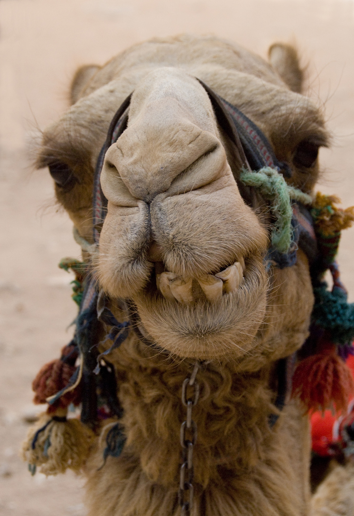 A local camel in the Siq, Ancient Nabataean city of Petra, Jordan. Image © Cindy Miller Hopkins