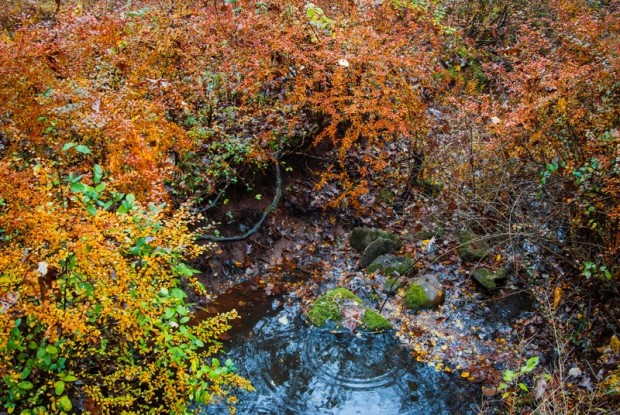 Autumn foliage of Barberry (an invasive species), Upper Raritan River Basin, New Jersey, 2012. Image © Alison M. Jones for No Water No Life